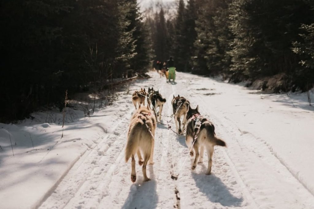 Traîneau à chiens en action (team building) proche du manoir davis Belvoir